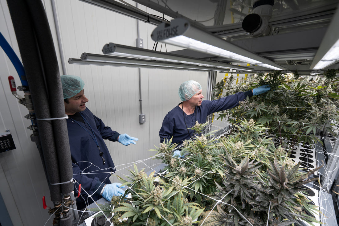 Cannabis Equipment News: Jim Strain: Take Care of the Roots, So They'll Take Care of the Fruits
